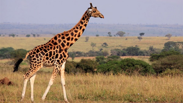 رجل يحاول ركوب الزرافة في حديقة الحيوان: إنه أخي