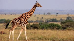 رجل يحاول ركوب الزرافة في حديقة الحيوان: إنه أخي