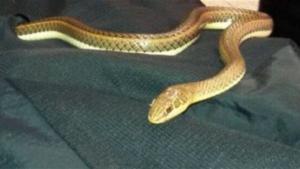 نزيلة في فندق شهير تستيقظ لتتفاجأ بثعبان في السرير